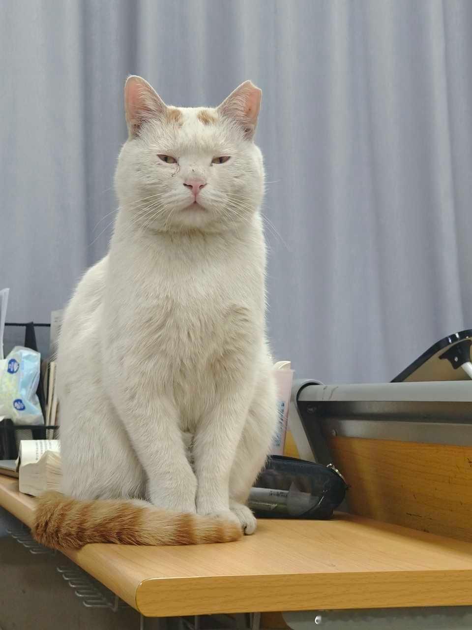 49426[丑猫]宝相庄严 