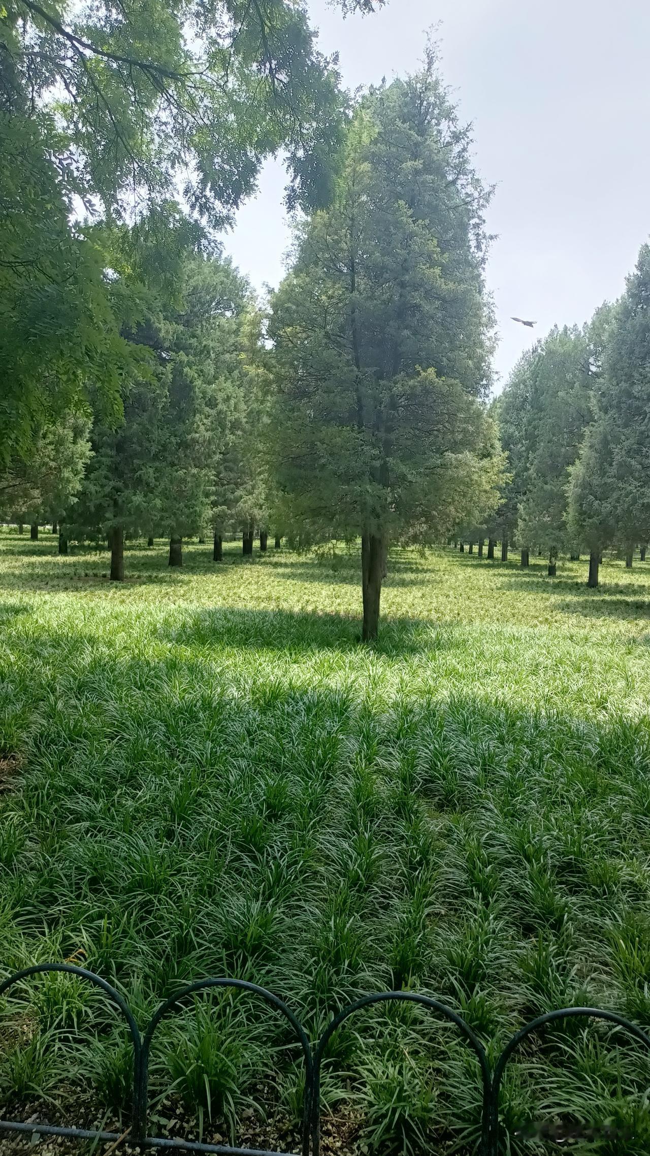满眼都是绿油油的草地，看着就让人心里舒坦。蓝天绿树，还有飞鸟从空中掠过。身处这样