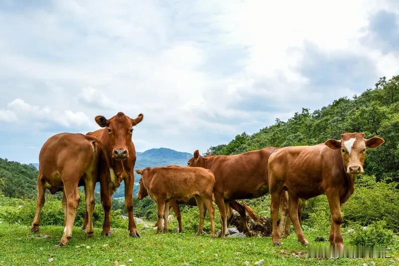 为啥一头牛要一万多？这得从多方面说。牛的生长周期长，从牛犊到能出栏，一般得一两年