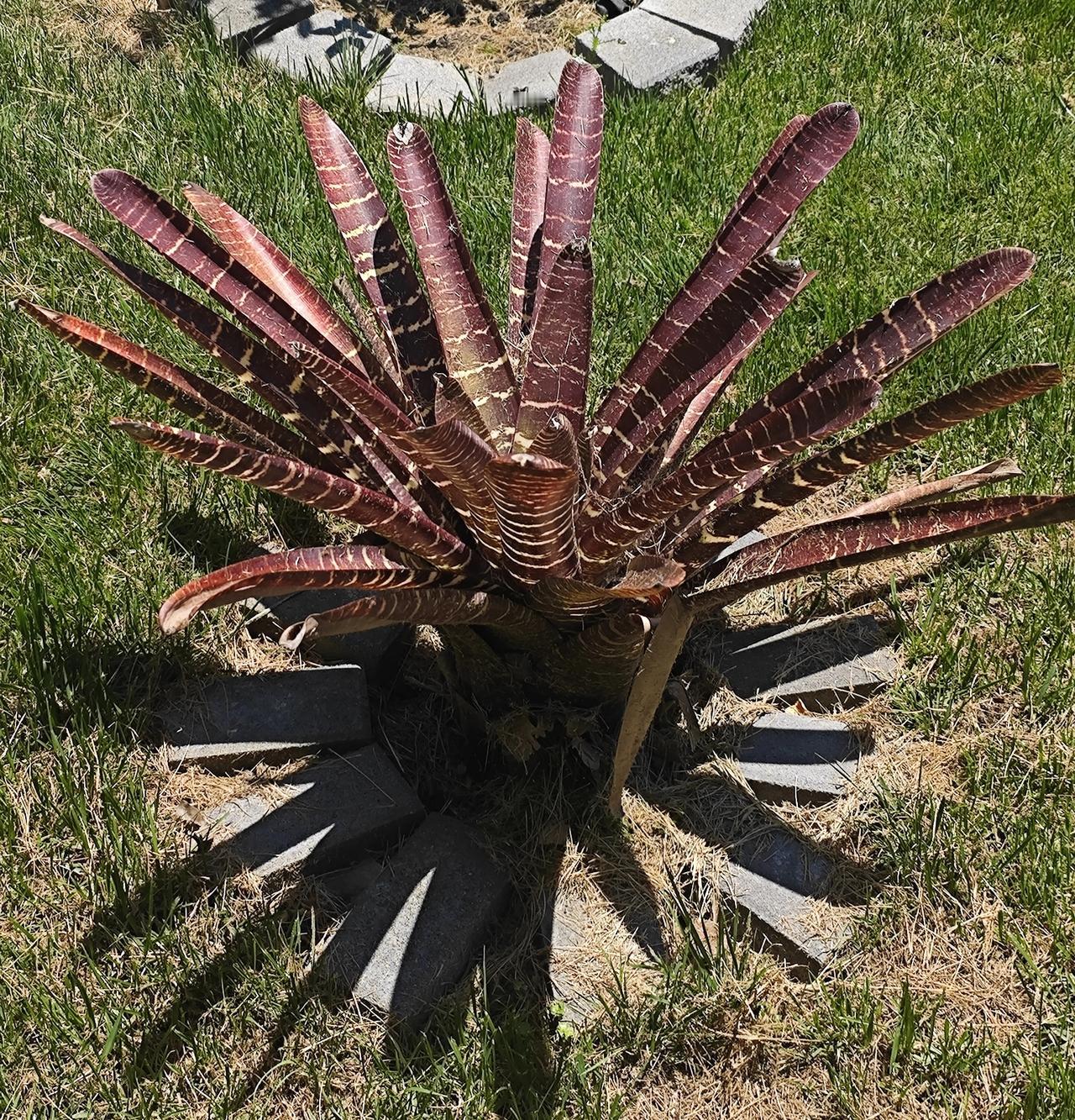 这样的观赏植物你见过吗？

周末散步，沿海边而行，路过一户人家，庭院深深，绿植遍