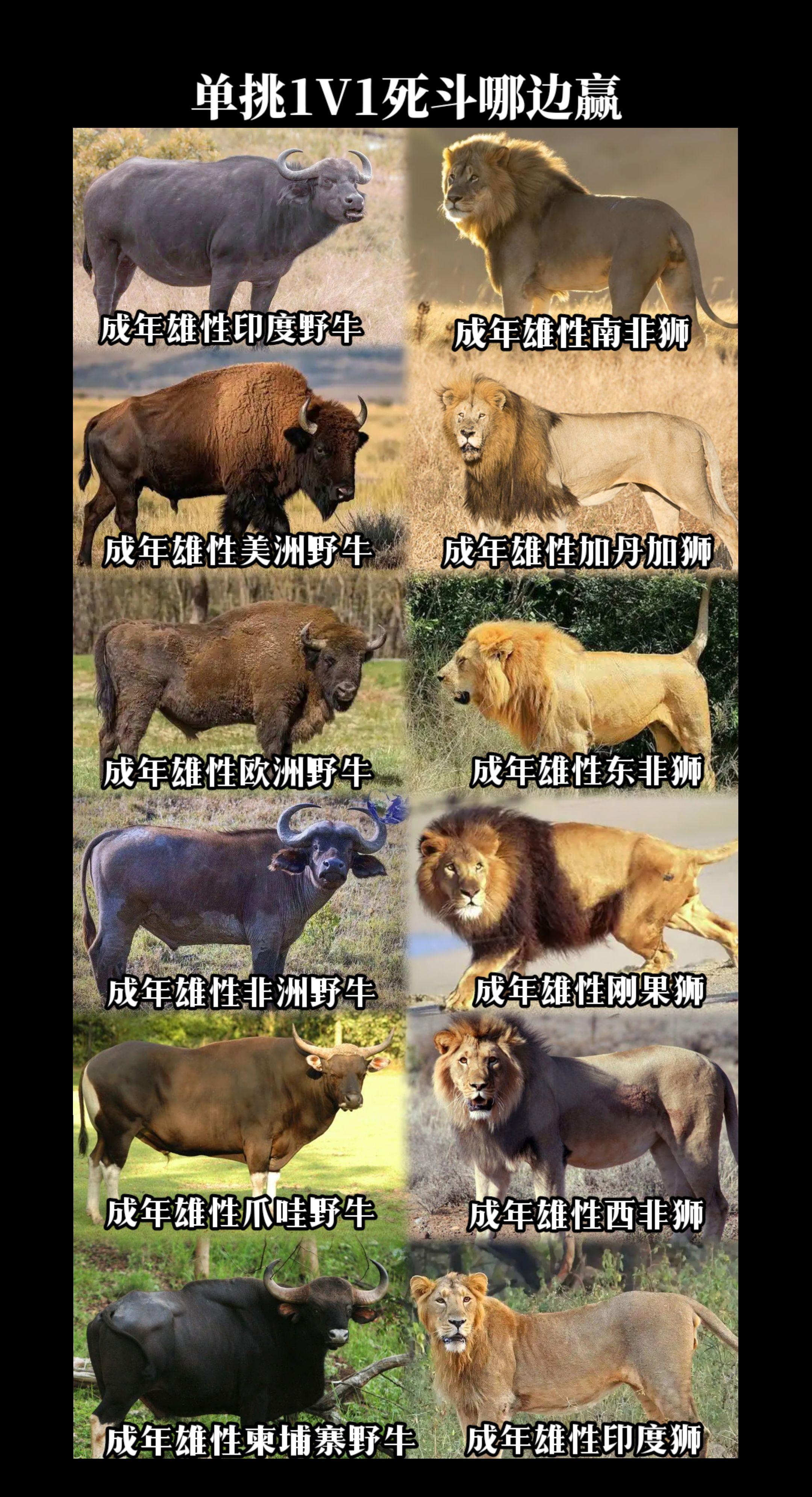 陆地猛兽：野牛VS狮子，单挑谁更强