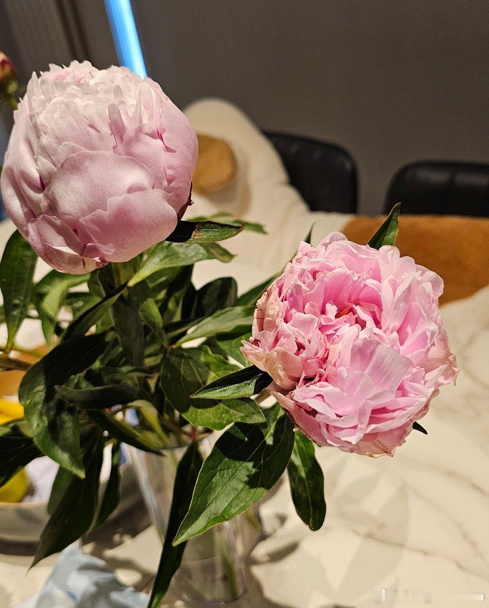 居然开花了🌸~ 