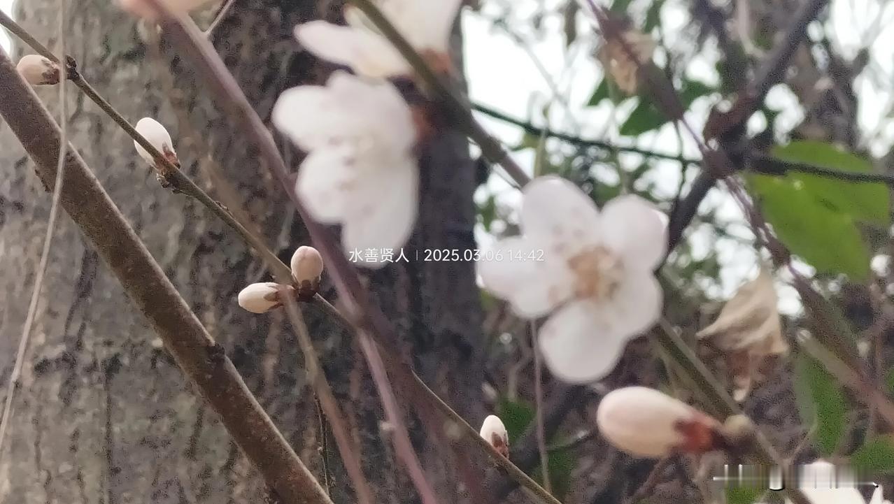 春日生活打卡季春日慢慢