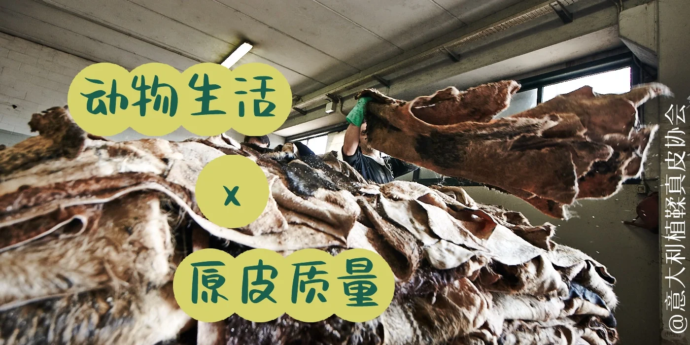 动物生活好 🟰 原皮质量高？🤔