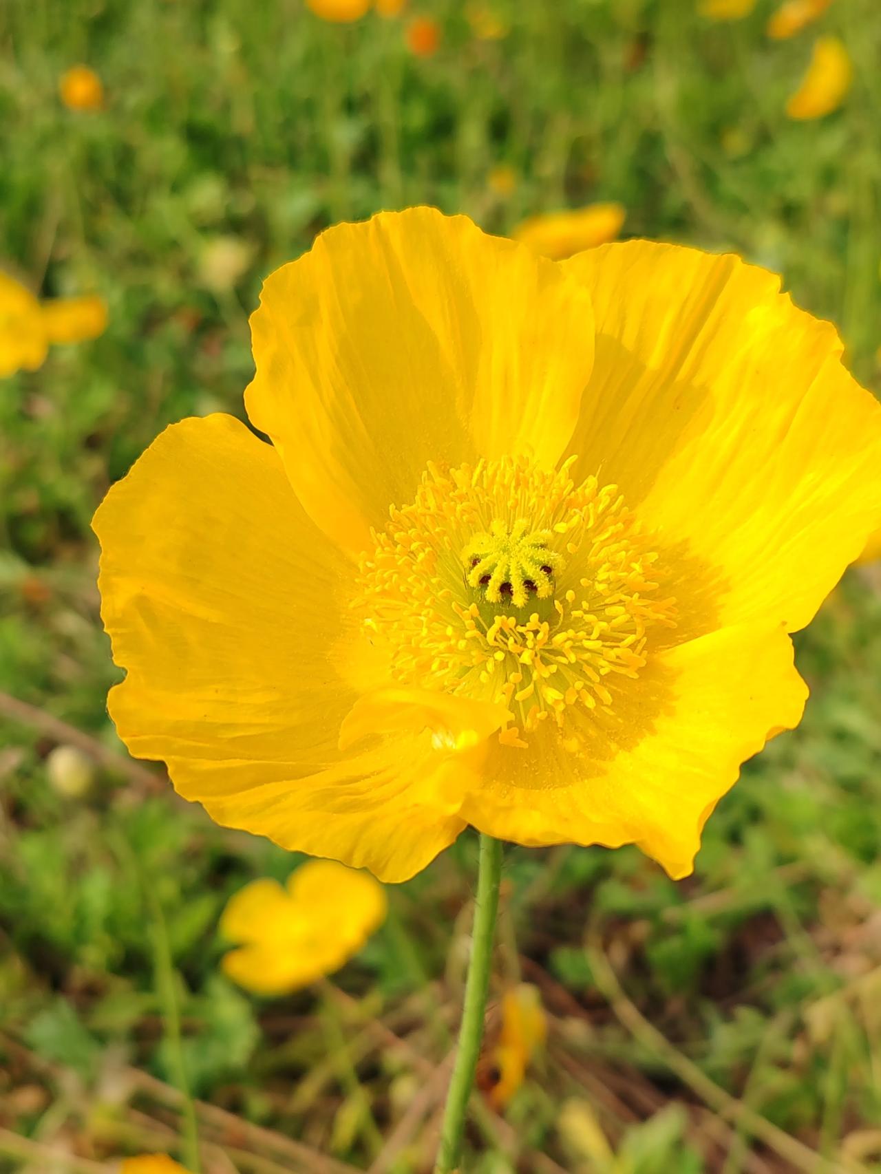发一张你相册里春天的花四月天百花开。