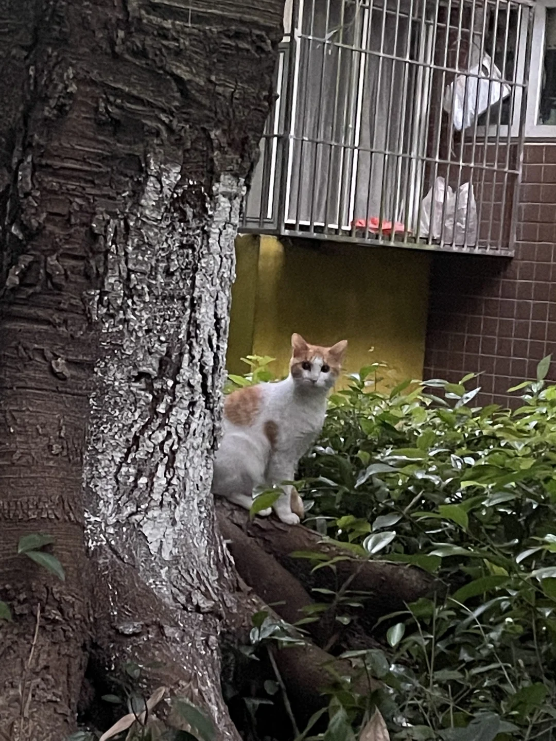 猫猫还是很配合的看了一下镜头😂
