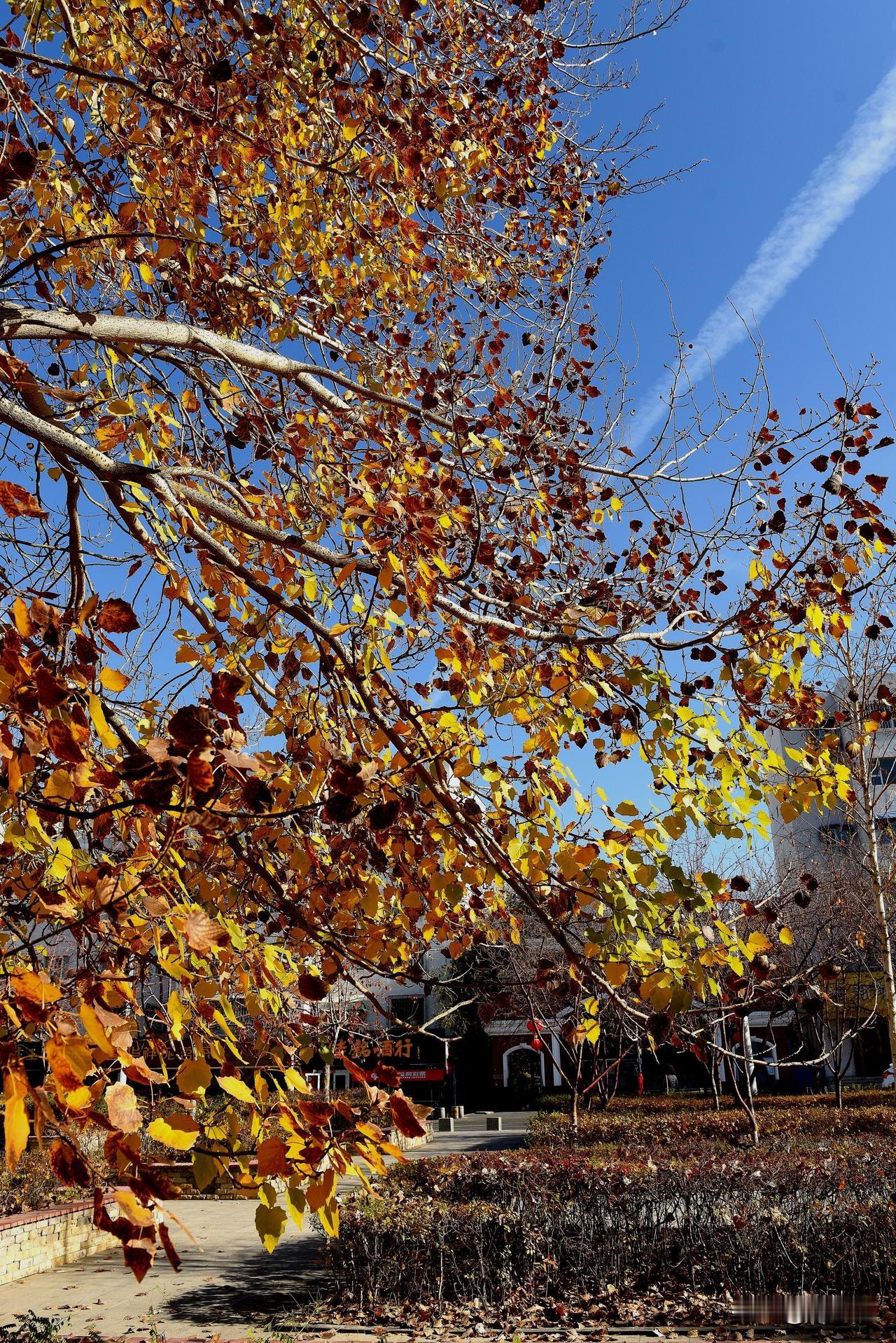 南湖四季公园拍摄（七）
秋季景色：