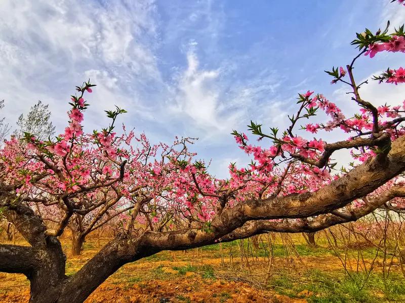 心有尺规，满眼春风
深蛙

古语有云：“尺有所短，寸有所长。”世间万物，鲜有完美
