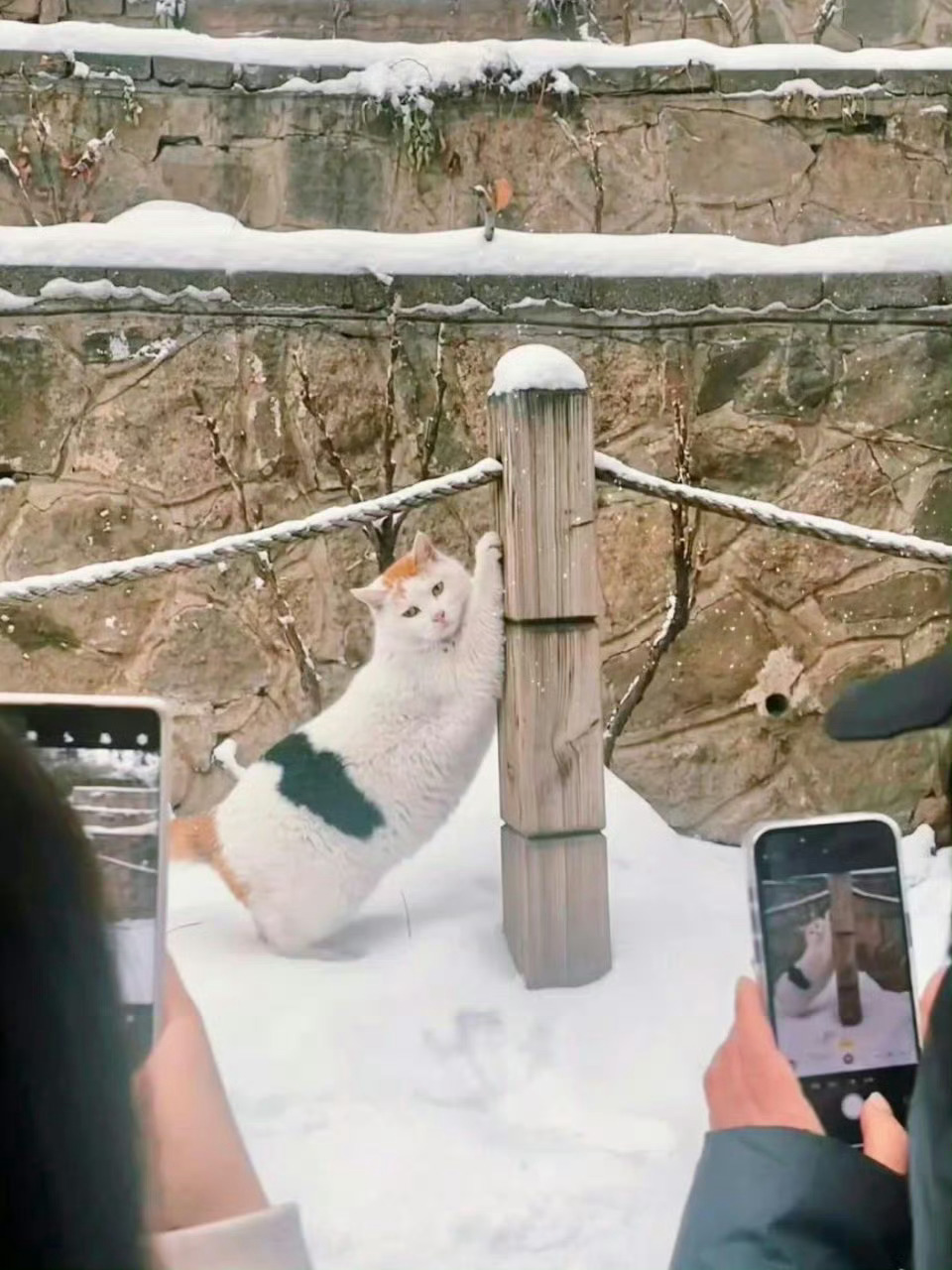 猫咪在外面干起了兼职：拍好了吗？我还得回家吃饭呢📸️ ​ ​​​