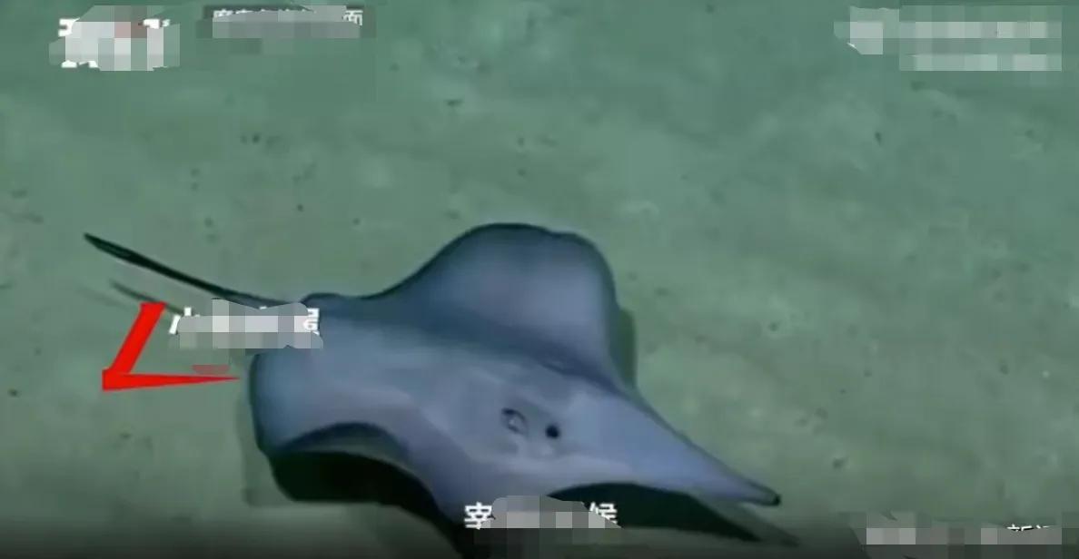 《惊险！男子被 6 厘米魔鬼鱼刺扎腿逼近直肠》
 
近日，一则令人心惊的新闻引起