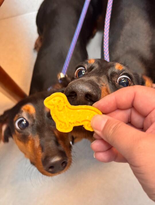 小狗狗许个愿叭，哪只小狗狗能拒绝