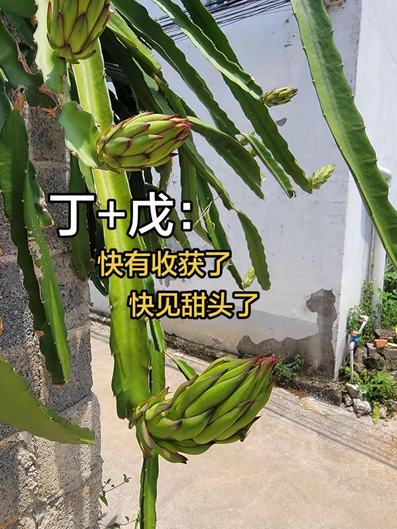 国学溯源 丁+戊 含义。