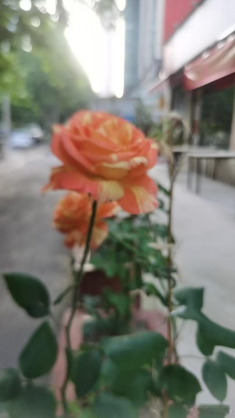 风如初夏暖，花暮翠遮红～寻美河南🌸寻美西华
