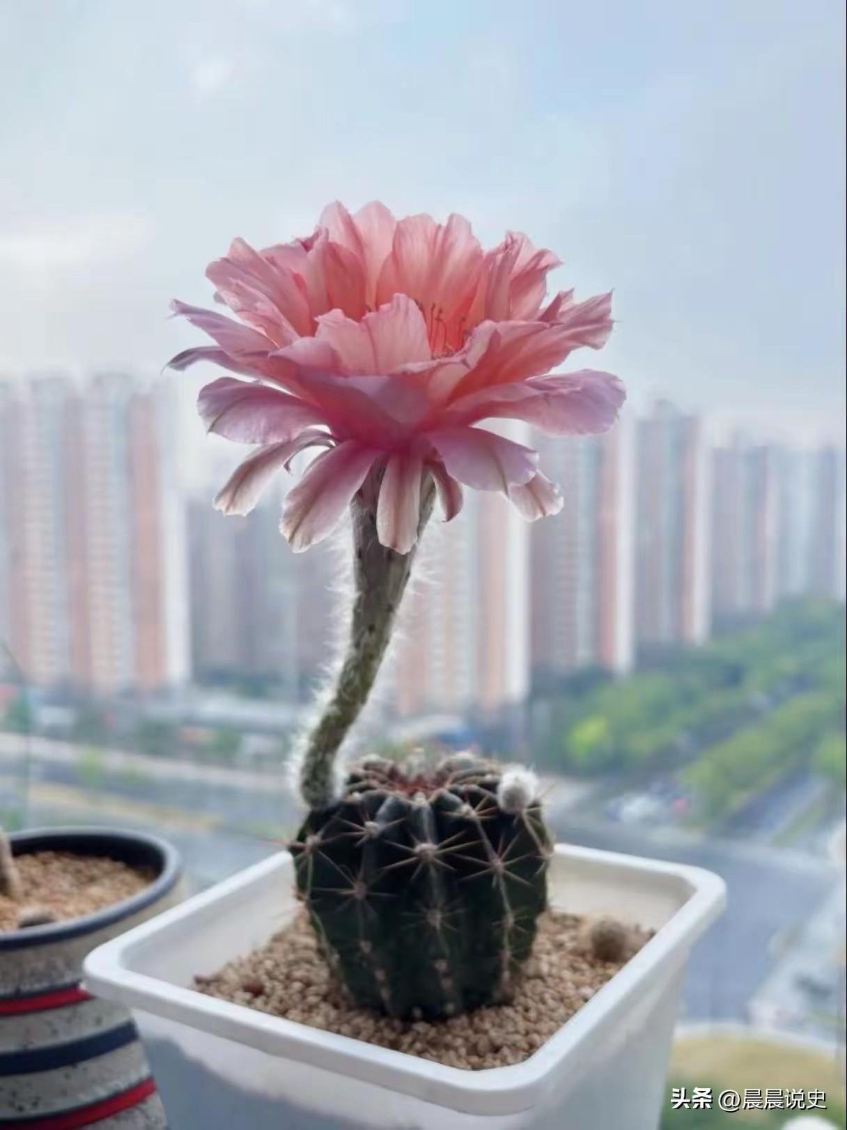 仅仅手机砸脸，一夜之间右眼近乎失明！61岁阿姨的教训，给所有人敲响警钟
太吓人了