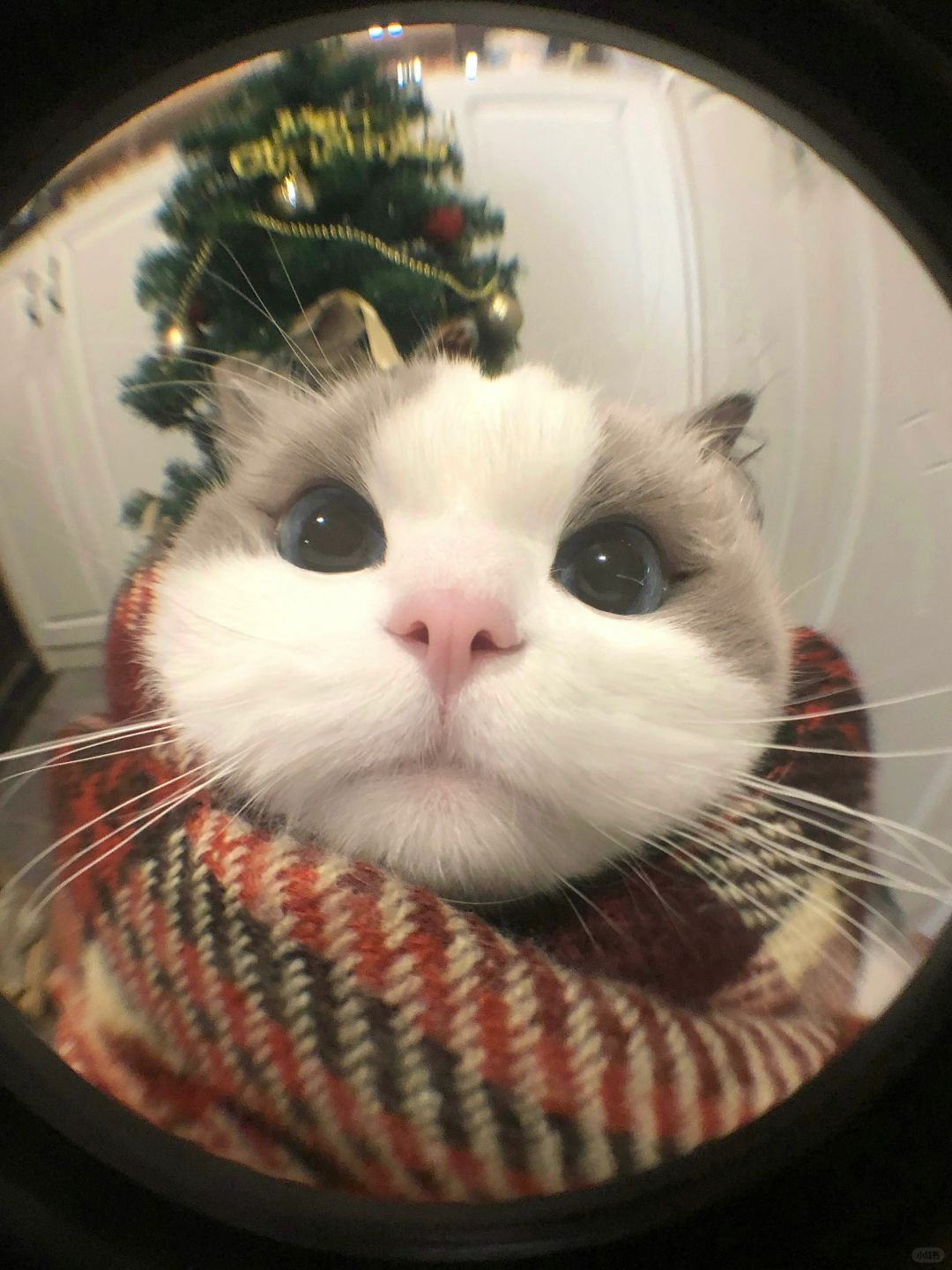 姨姨 今晚可以睡你家吗