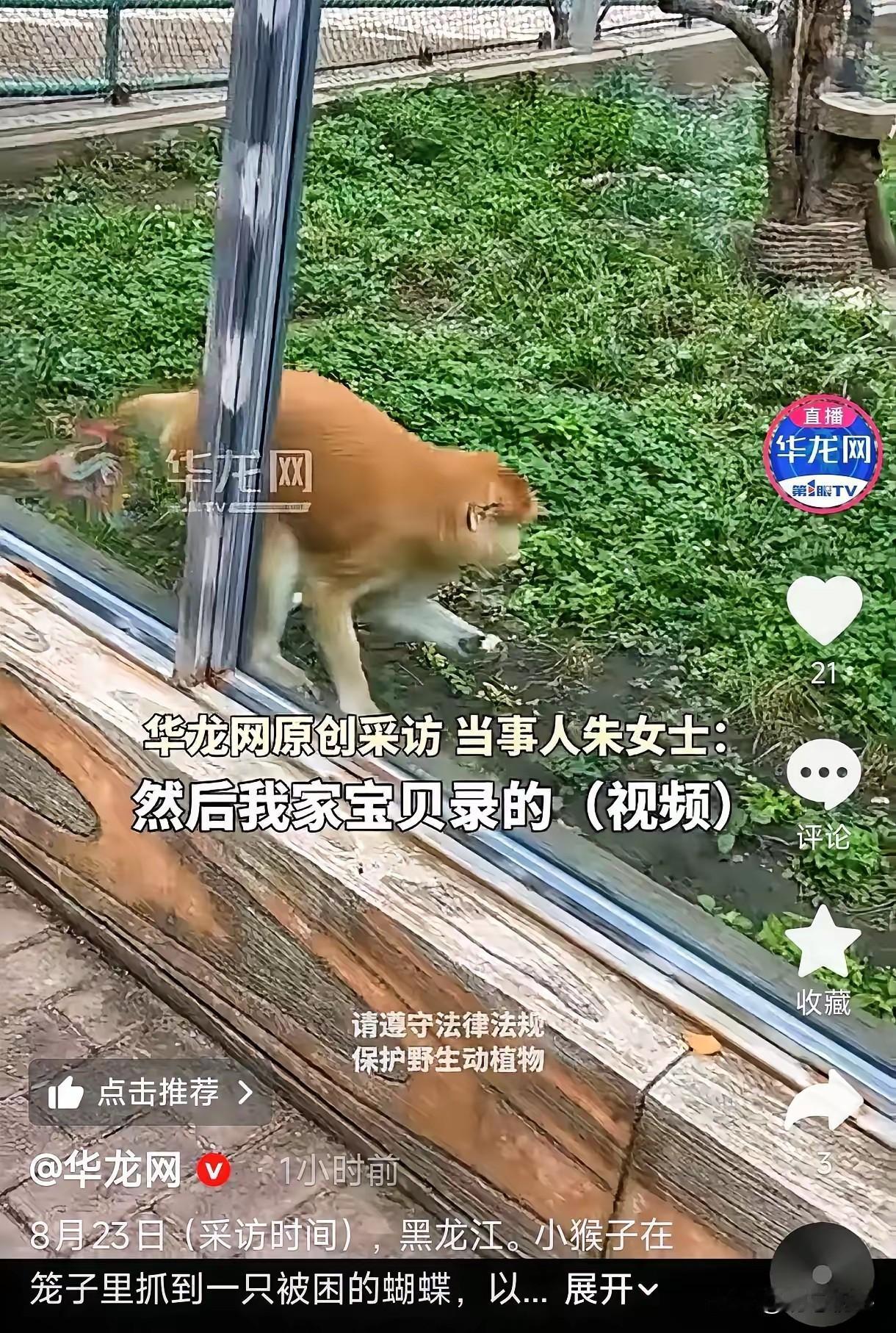 全网破防！笼中小猴救下被困蝴蝶，最纯粹的温柔不分物种
 
破防！黑龙江，一女子带
