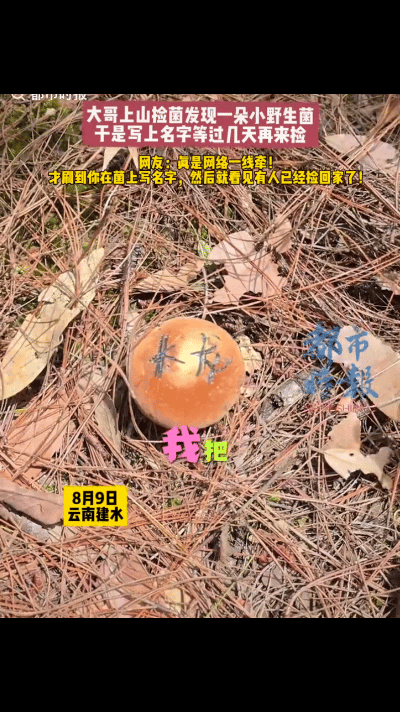 “笑不活了！”云南建水，男子捡菌子时，发现一颗野生菌，见菌子还有点小摘了怪可惜的