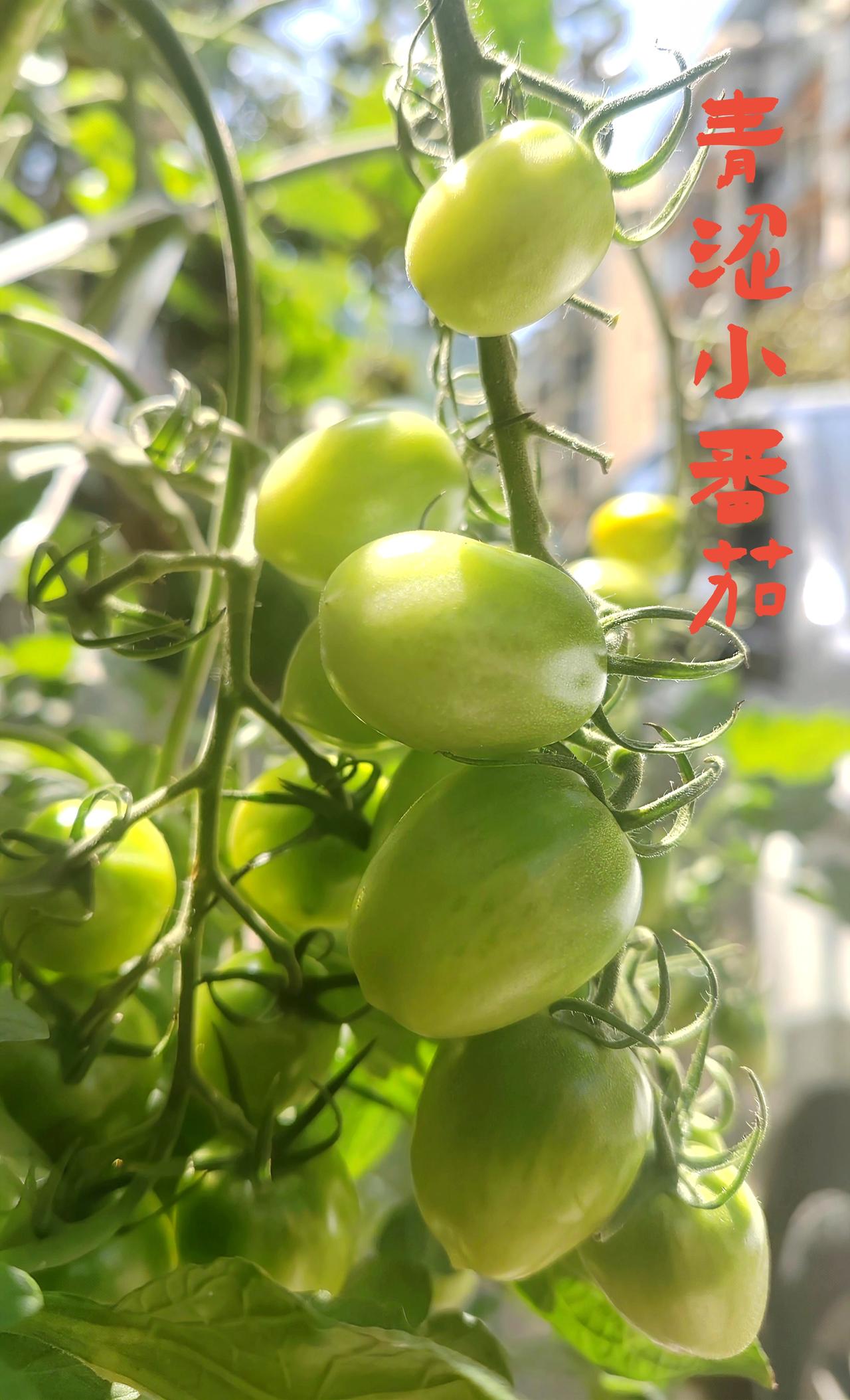 枝头挂满青涩小番茄，暖阳轻洒，果皮泛着通透柔光。青嫩果实藏着夏日生机，静静等候成