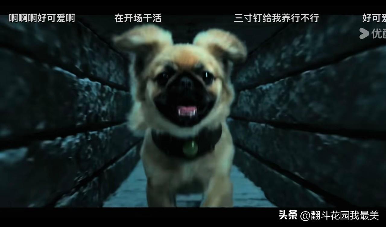看《老九门2》最让我揪心的，

不是张启山跟尹新月，

也不是吴老狗跟霍仙姑，而