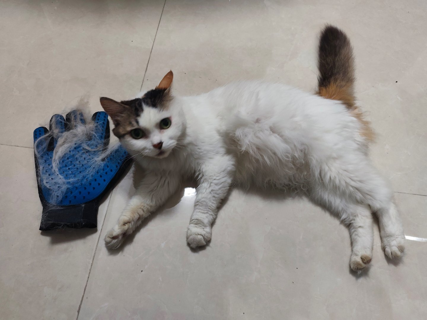 【别让狸花猫帮忙找猫】对狸花猫来说，这不是通缉令，而是江湖追杀令。吃人罐罐，替人
