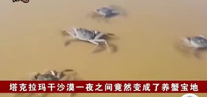 塔克拉玛干沙漠“凭空”产出海鲜，操作思路太巧妙
 
谁能想到黄沙漫天的死亡之海，