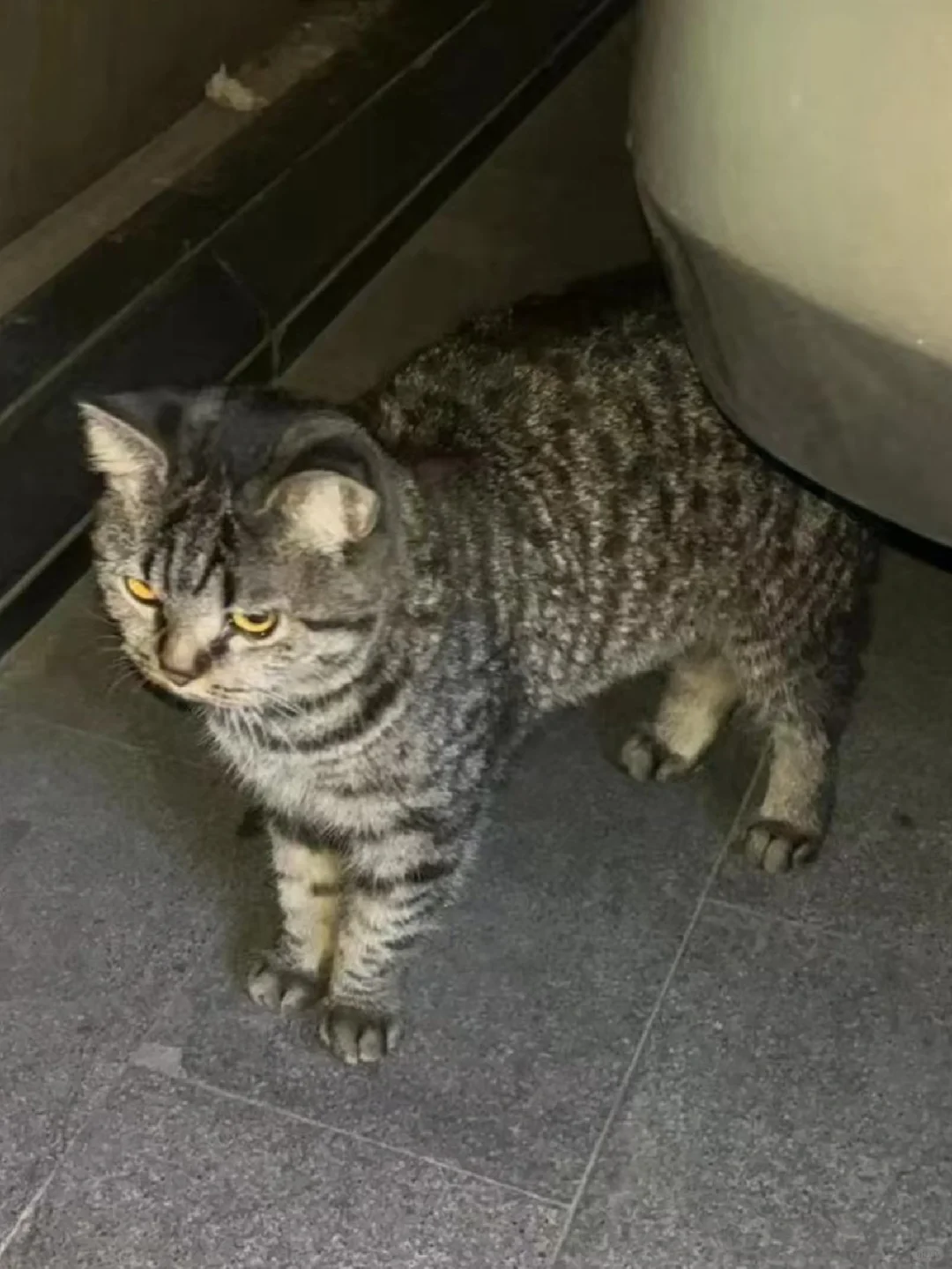 流浪猫来家一年半的变化