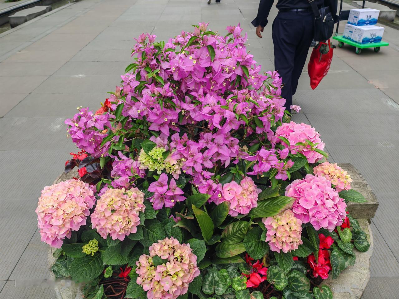 出门游玩，总爱随手拍拍景区的花草。就像那次去江南园林，一抬眼就看到墙角的几株芍药