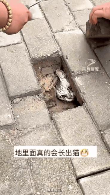 “这就是缘分！”内蒙古，男子出门逛街，走着走着，突然从脚底传来猫咪的叫声，把他给