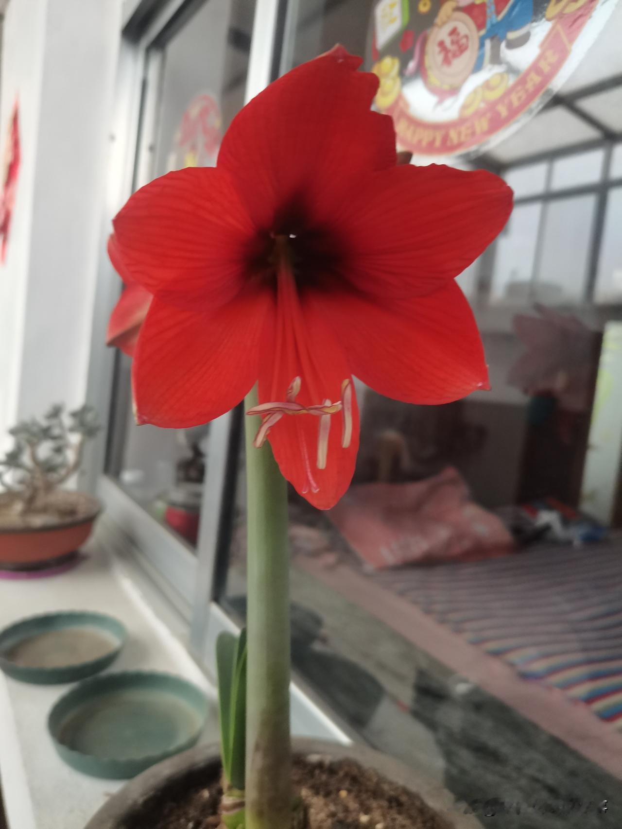 大头兰开花啦！
过年的时候去走亲戚，厚着脸皮要了一个大葱头，没想到现在开花啦！