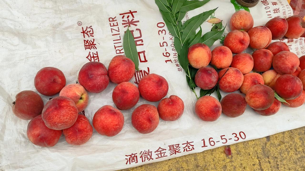 晒图笔记大赛季节的馈赠！炎炎夏日也是吃水果的好时节！看这些让人垂涎三尺的桃，李子
