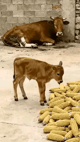感人！小牛的这个举动感人吧！