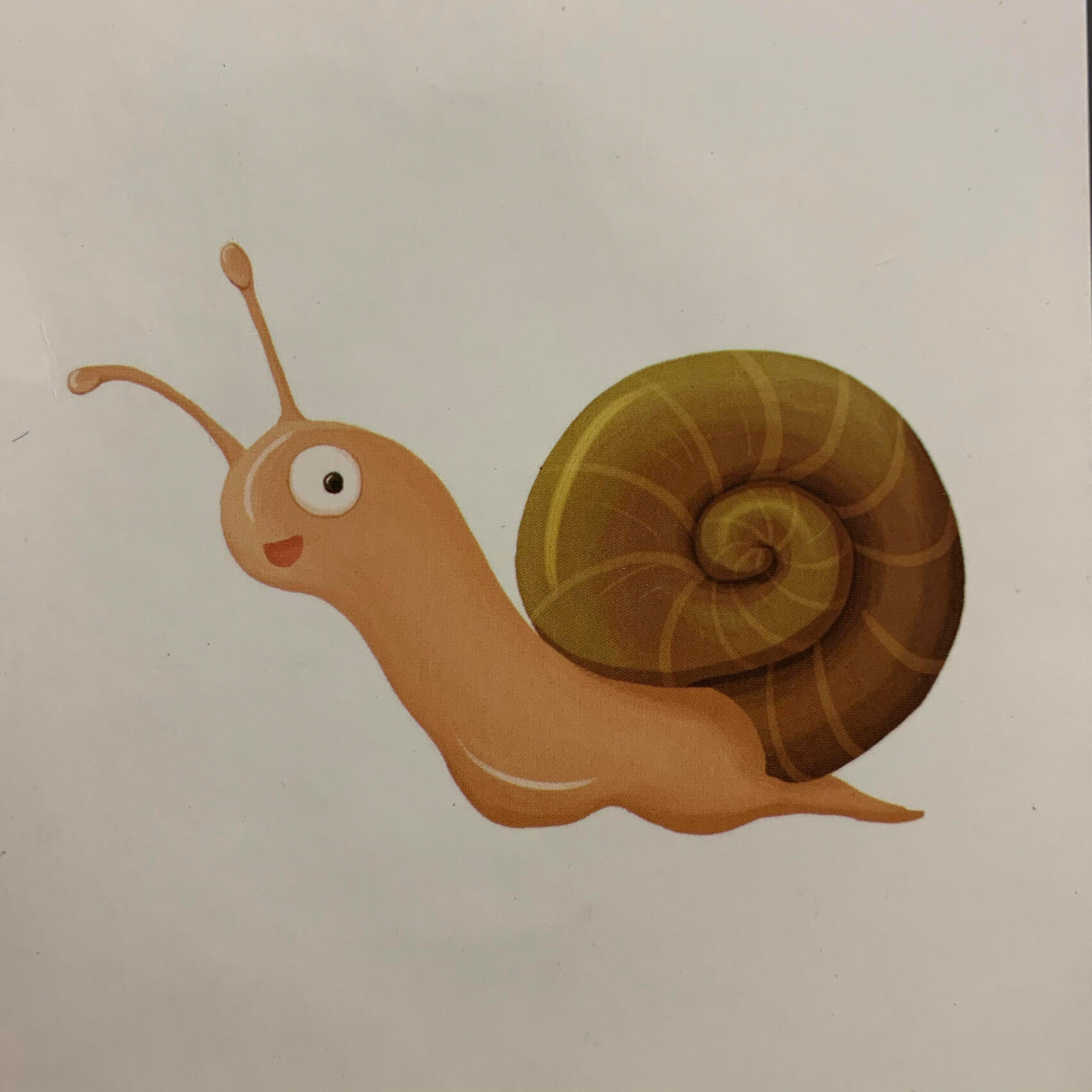 💡冷知识｜蜗牛居然拥有数量惊人的牙齿🐌 很多人不知道，蜗牛才是地球上牙齿最多