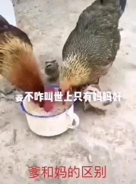 这只公鸡只管抢吃，一粒也不舍得喂孩子[抠鼻]