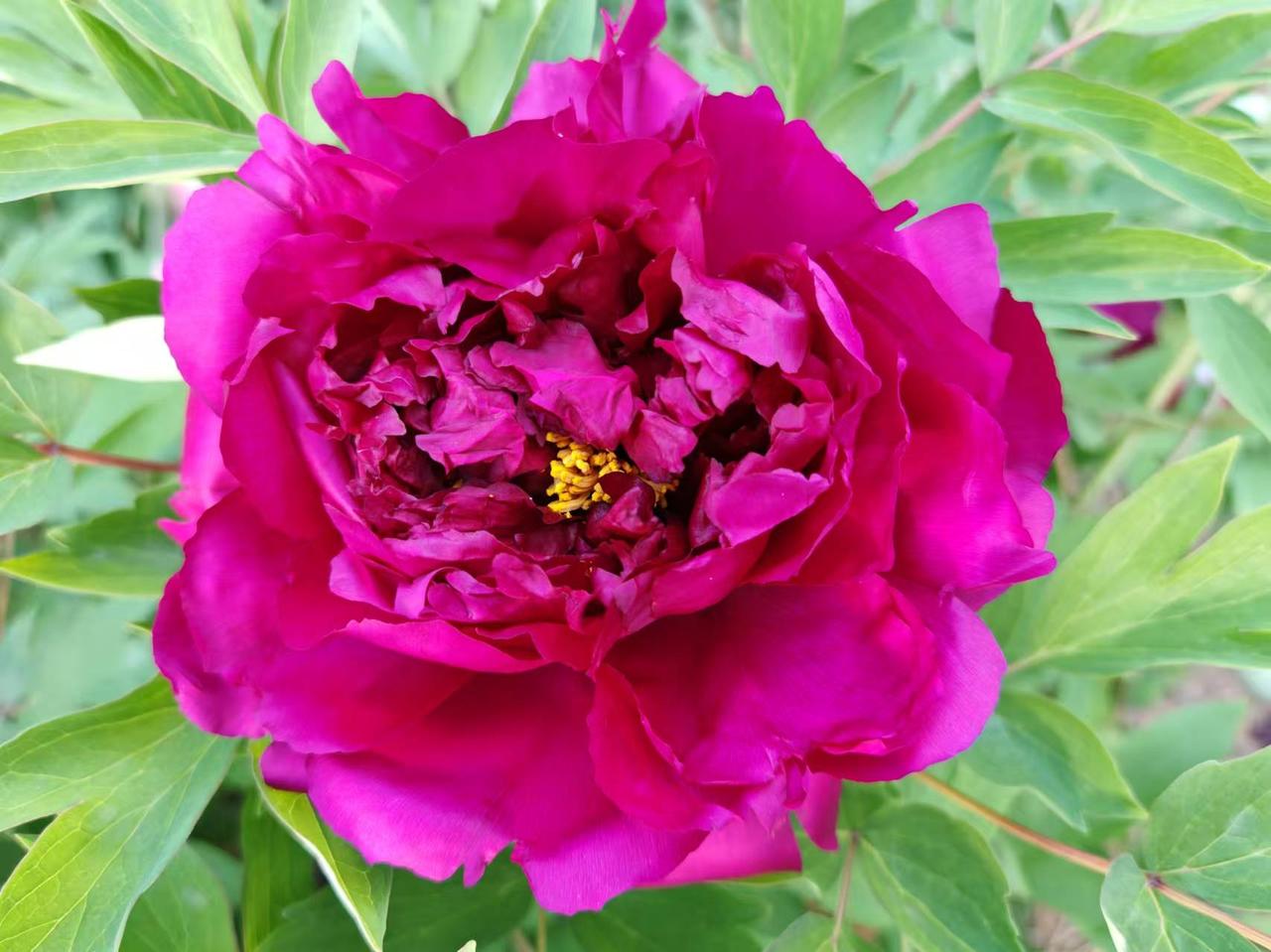 铁西公园花盛开

昨天，带外孙去了邹城市铁西公园。

公园的花好漂亮，满园花香。