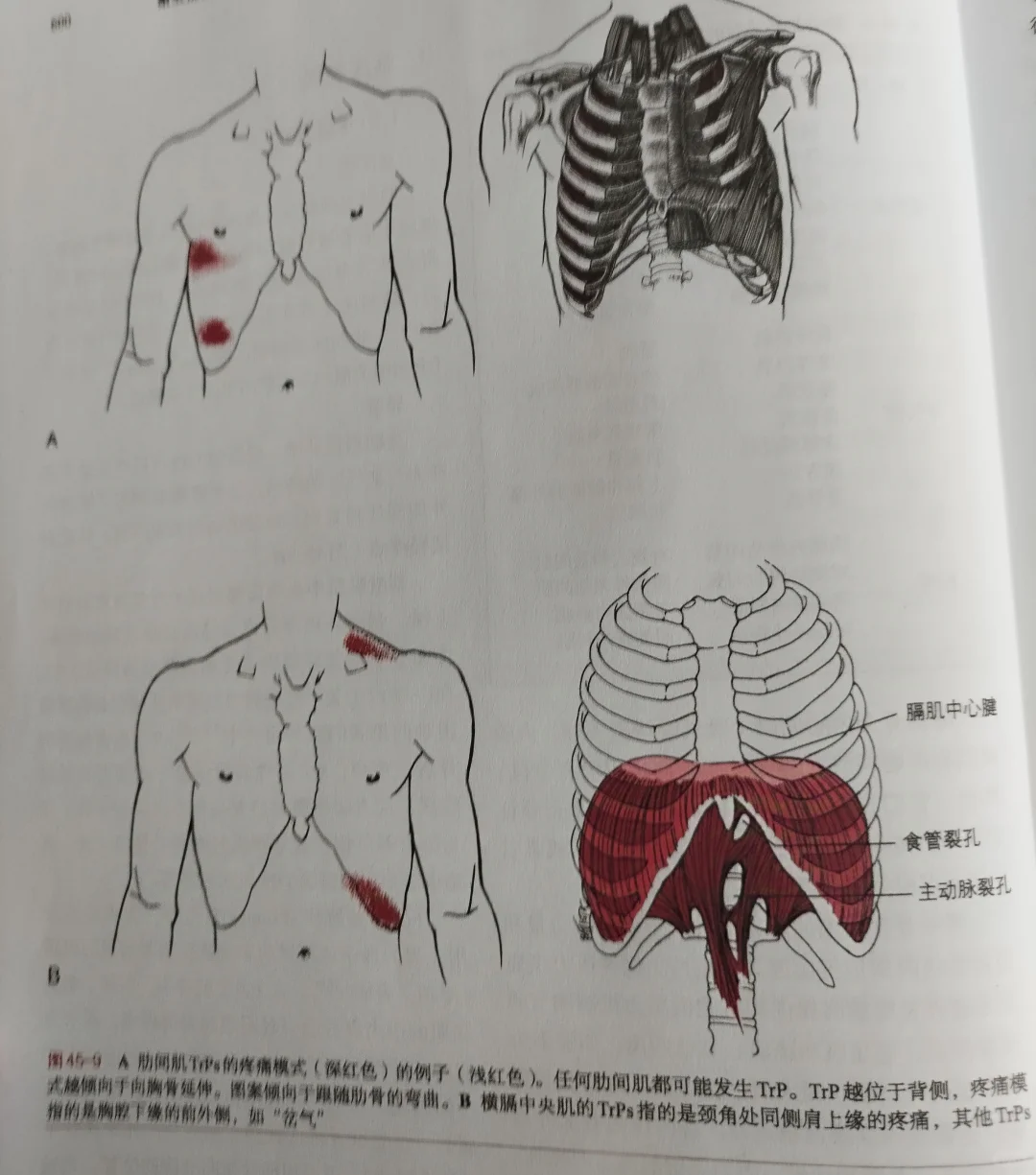 肋间肌和膈肌后续分享