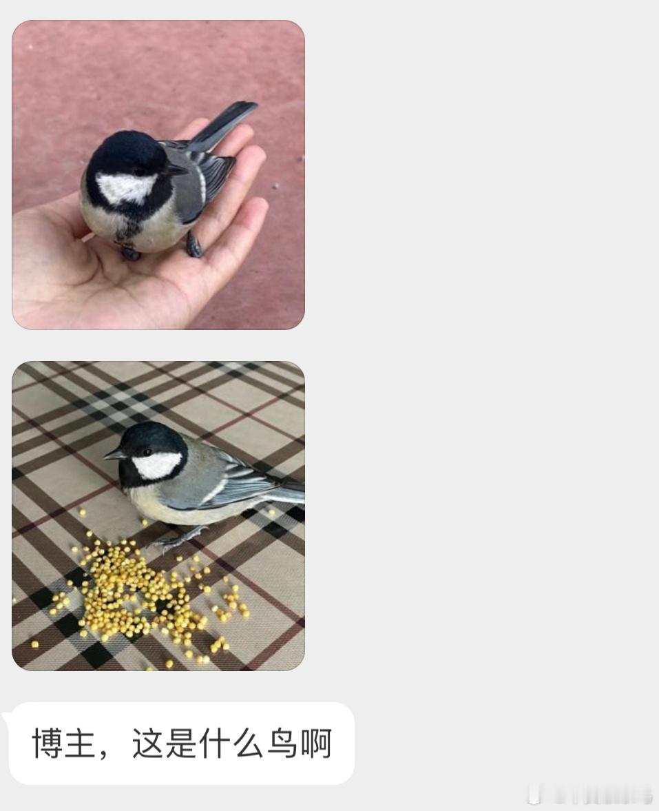 喜欢吃脑花的【大山雀】 ​​​