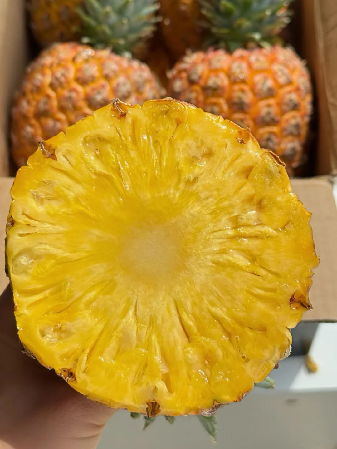 ⚠️你可能花凤梨的钱买到的是菠萝！