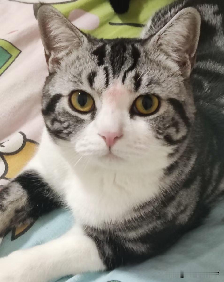 现在越来越多人想养猫，很大原因是觉得养猫能缓解焦虑。2026年初美国精神医学学会