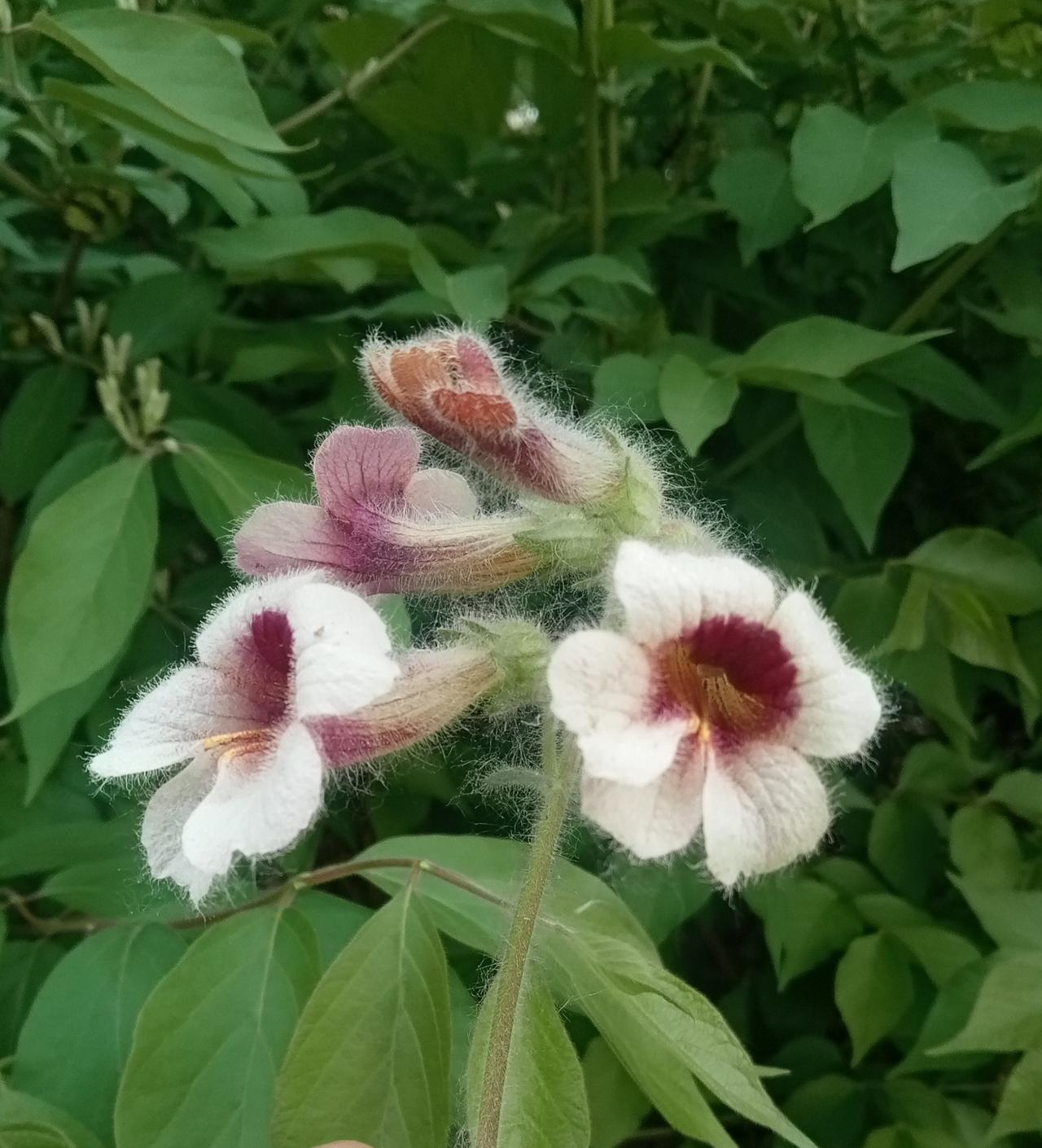 二者都有联系。有些企业高管缴纳的社保档次比职工高出好几个档次，若工龄较长，养老金