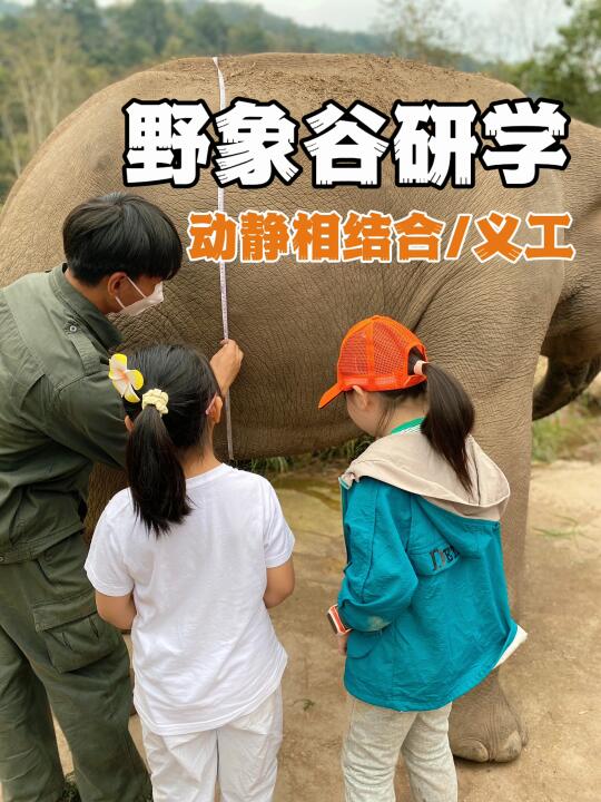 西双版纳野象谷研学｜做大象🐘的守护者💗