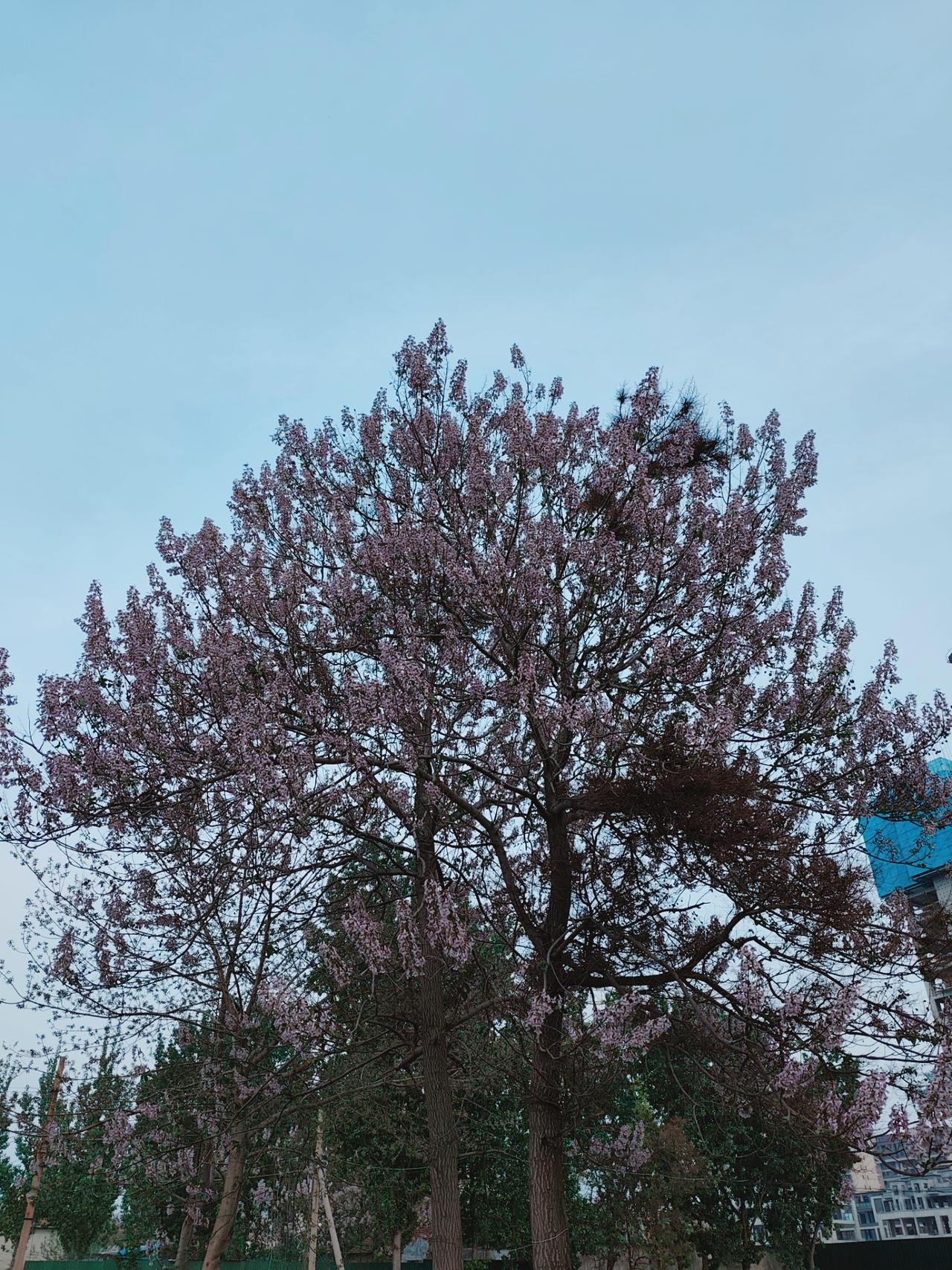 可能只有北方的朋友才对这个花有认识吧？你知道花的名字吗？