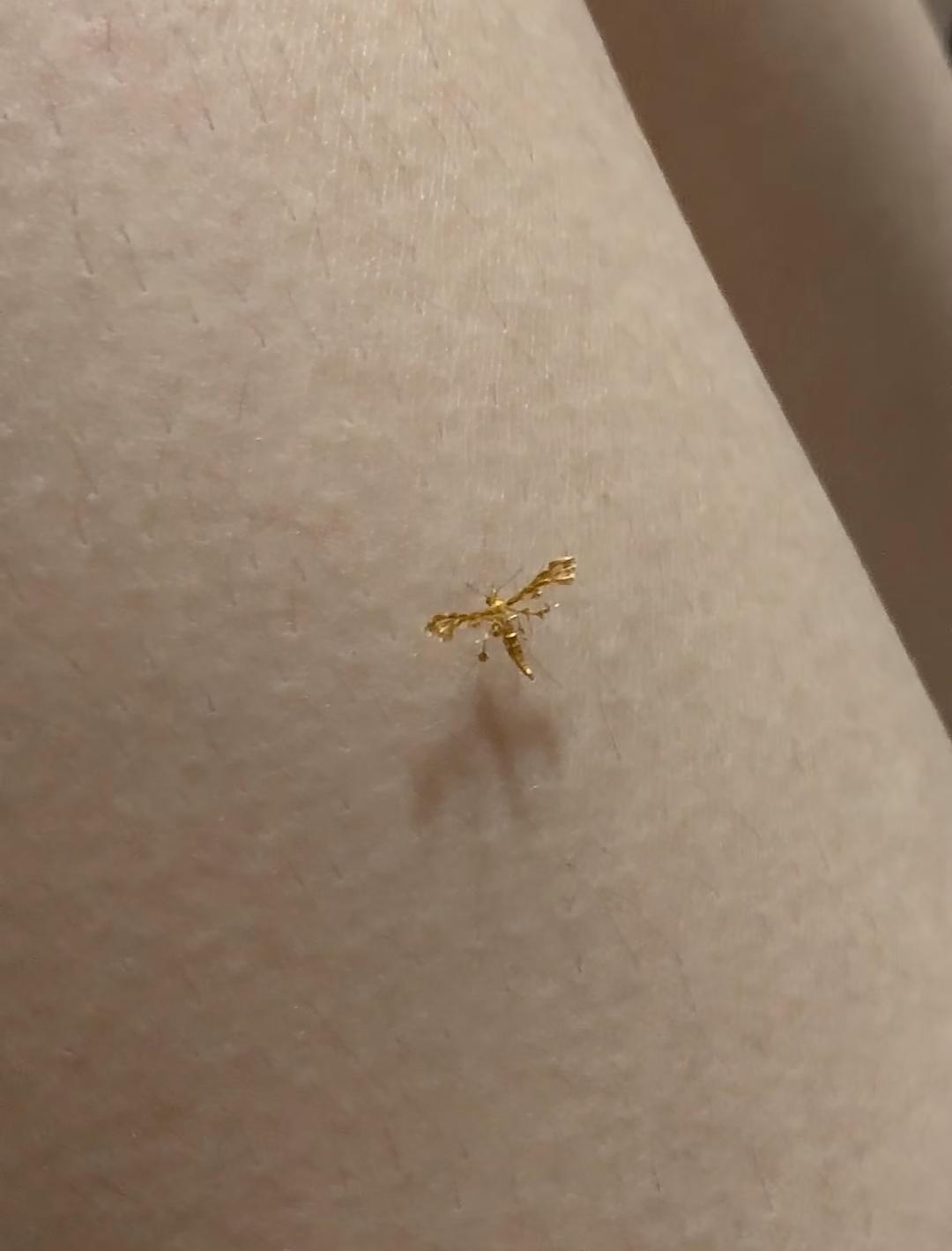 谁见过这种虫？
通体亮得像纯金
第一眼还以为是掉了块黄金！