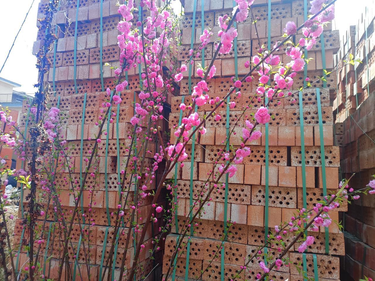 花美景分享