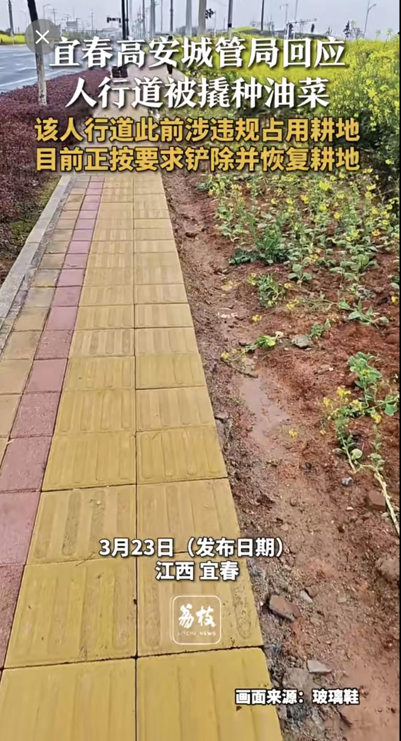 宜春高安城管局回应
人行道被撬种油菜
该人行道此前涉违规占用耕地
目前正按要求铲