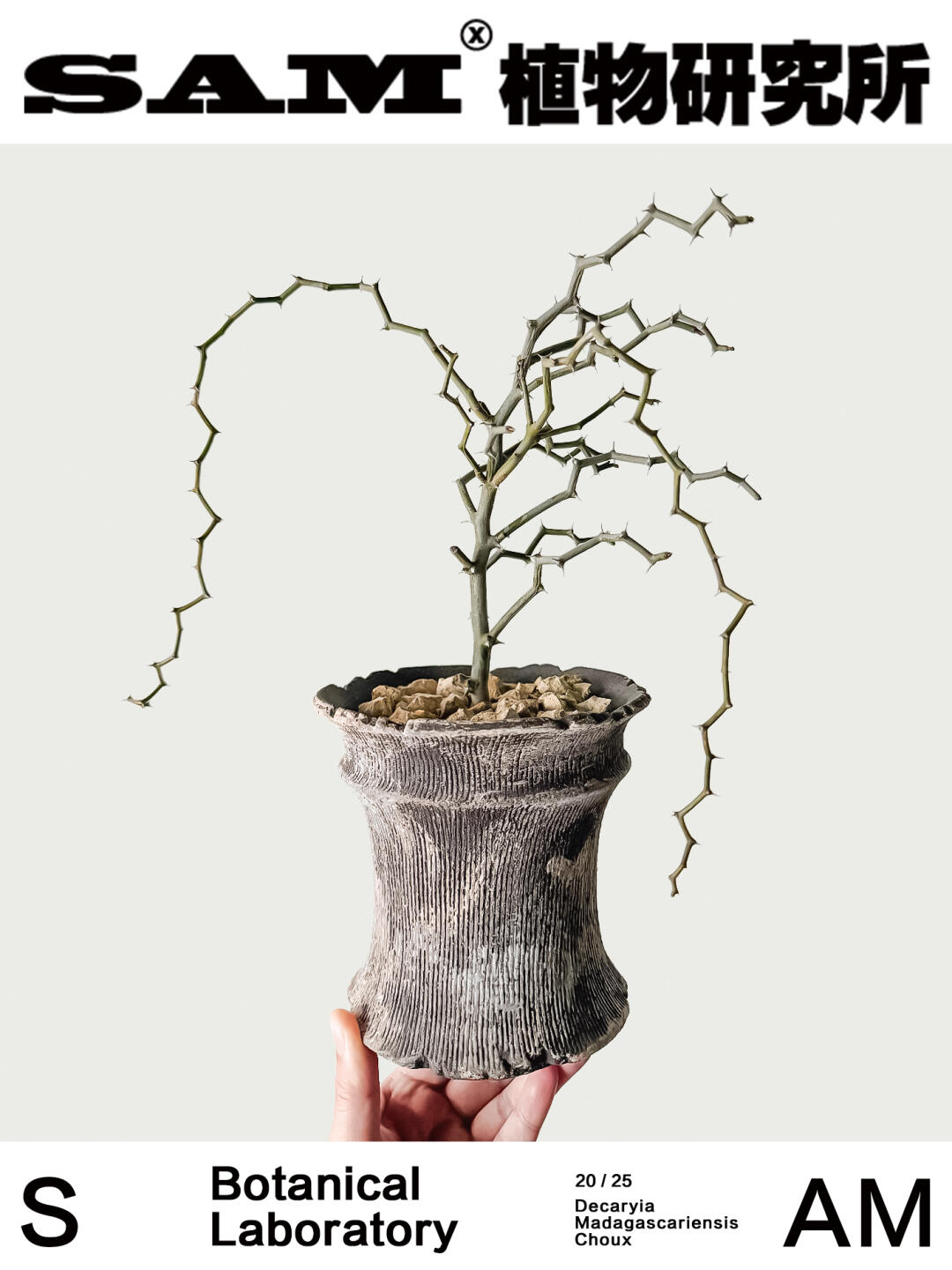 弯曲龙｜Decaryia Madagascariensis Choux