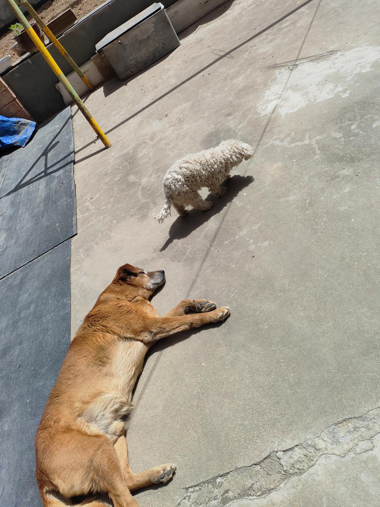 老黄摊在阳光里，把日子过成了软乎乎的盹儿；小卷毛踮着脚凑过来，像团晃悠的云——这