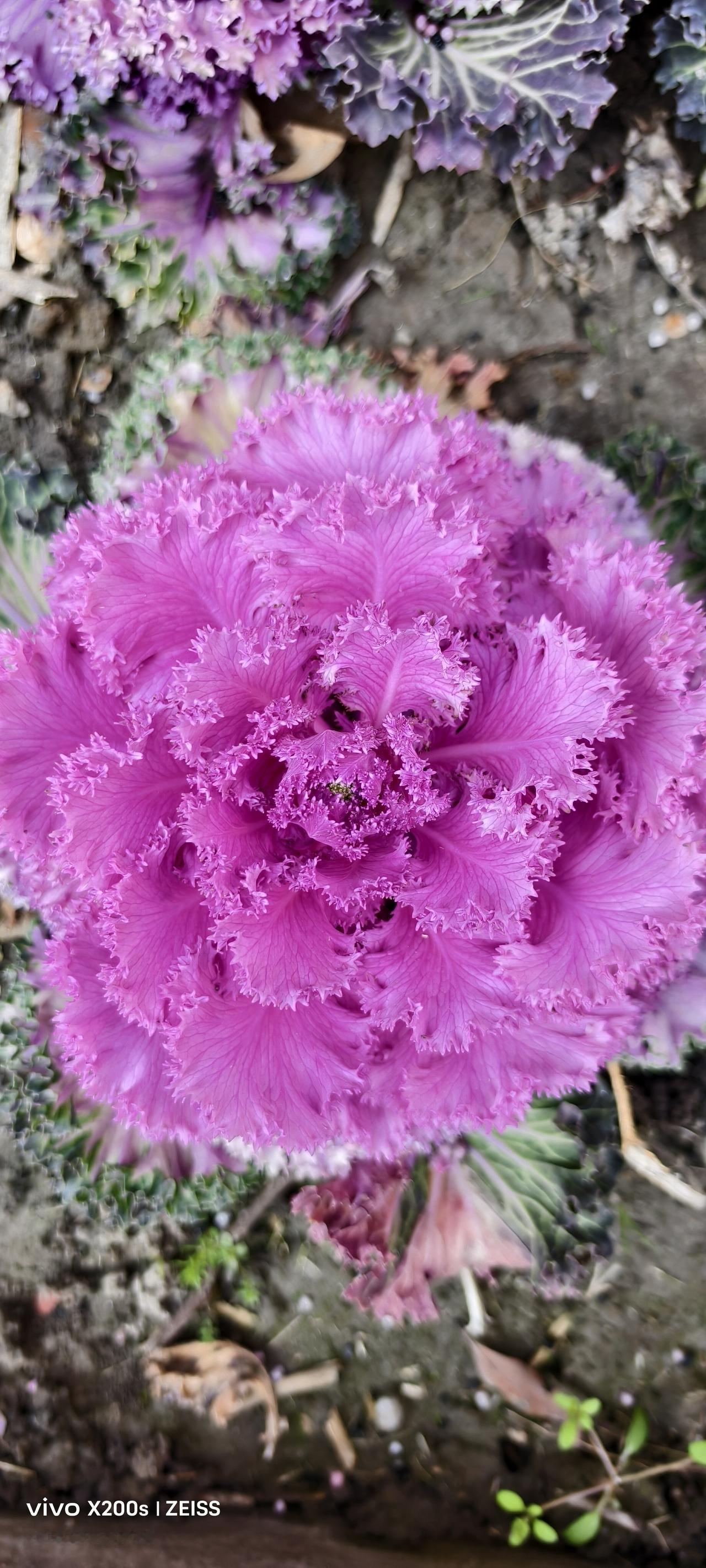 昨天在小区散步，发现花坛里的羽衣甘蓝已经抽出一米高的花薹，开出簇簇淡黄色的小花。
