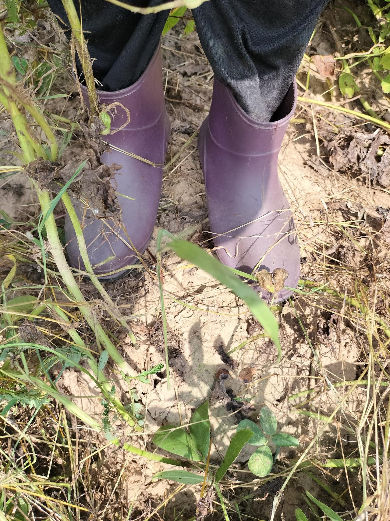 我穿雨筒鞋拔花生，是因为地里有蚂蚁，蚂蚁爬到脚叮一口非常痛，这乡下的蚂蚁成群结队