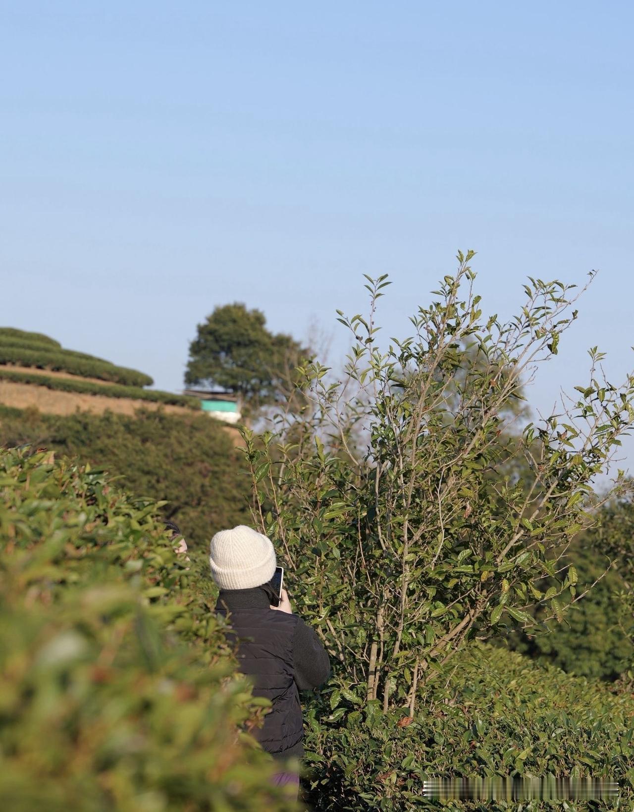 晴空万里，2026年荒野基地牡丹王开采，
今天安排了20多个采茶工一批次采完。