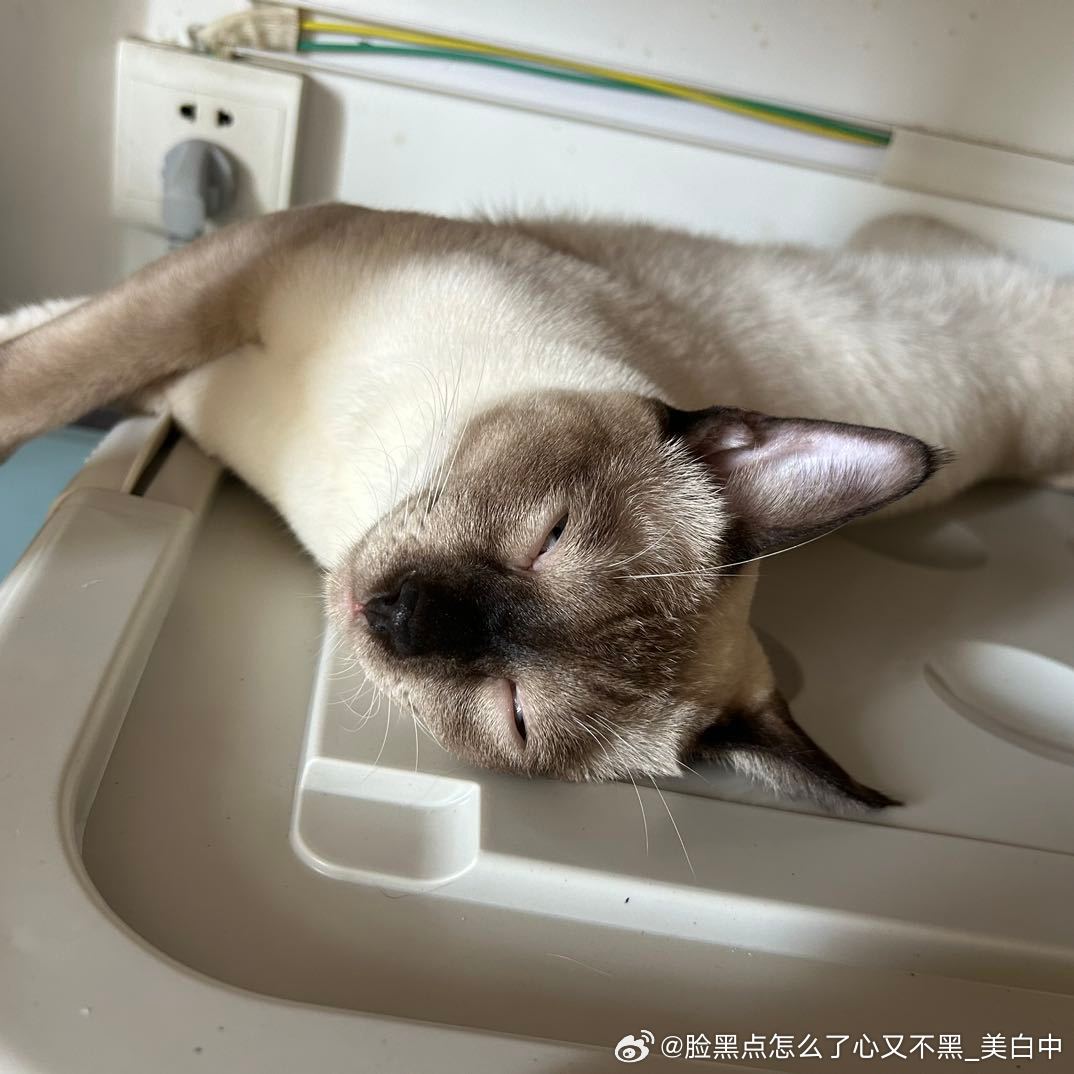 3938只黑脸如何评价我给我猫拍的靓照 